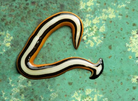 Hammerhead worms sighted in North Texas. Here’s what to do if you see one – Dallas News