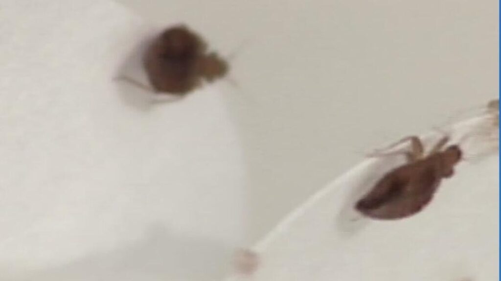 Dallas-Fort Worth ranks 5th in worst bed bug-infested areas in the U.S., study says – CBS News