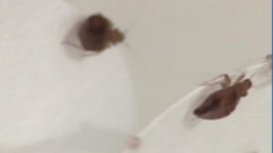 Dallas-Fort Worth ranks 5th in worst bed bug-infested areas in the U.S., study says – CBS News