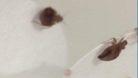 Dallas-Fort Worth ranks 5th in worst bed bug-infested areas in the U.S., study says – CBS News
