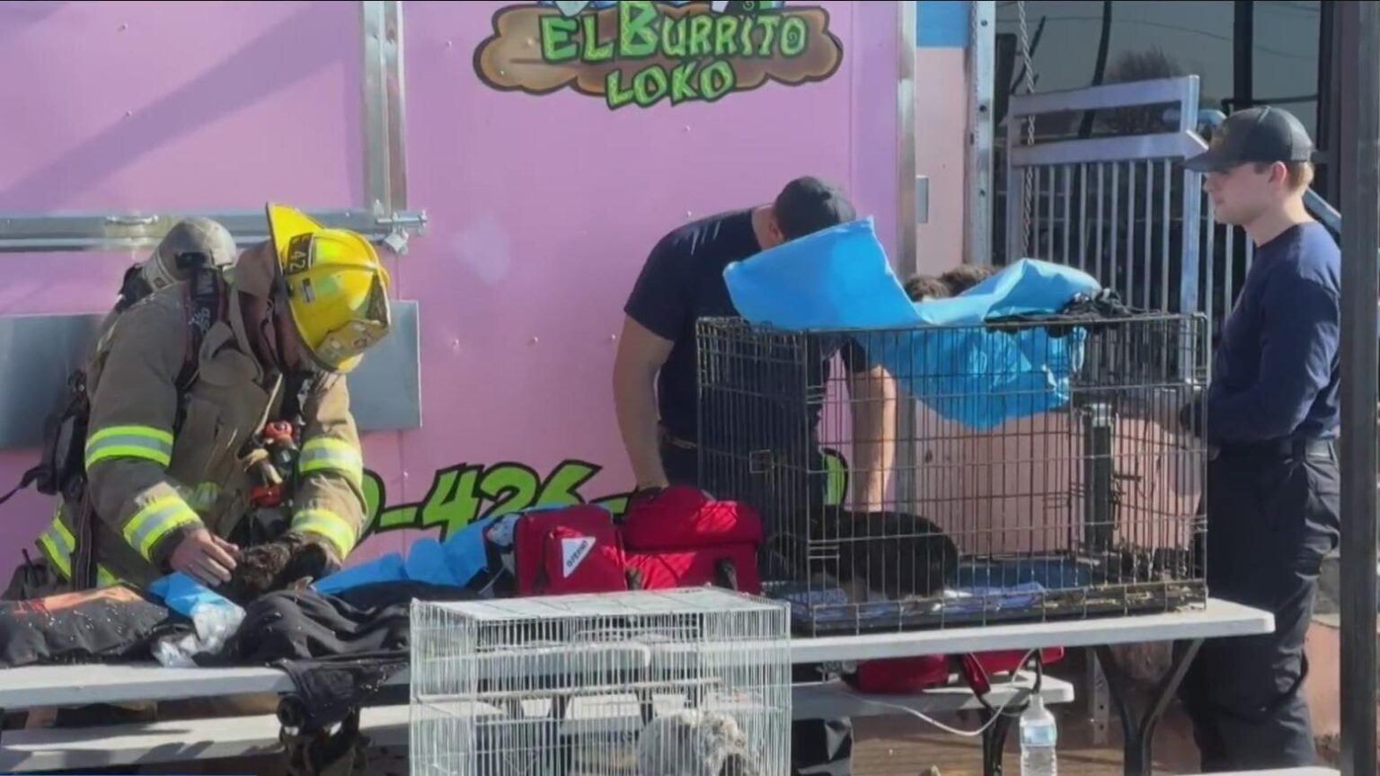 Fire at Dallas pet shop kills more than 500 animals – The Guardian