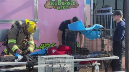 Fire at Dallas pet shop kills more than 500 animals – The Guardian