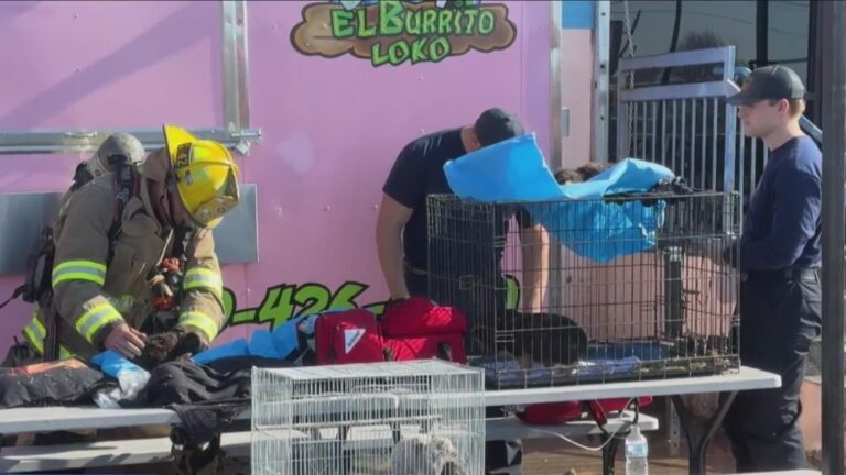 Fire at Dallas pet shop kills more than 500 animals – The Guardian