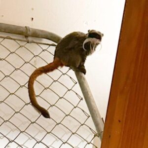 Suspect in missing Dallas Zoo tamarin monkeys case tampered with leopard, langur monkeys enclosures, police say – CNN