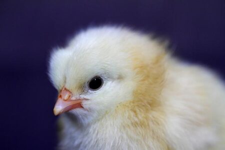 US Authorities Arrest 33 BEC Scammers Tied to Nigerian Crime Syndicate US arrests 33 BEC scammers linked to Nigerian crime syndicate – The Record from Recorded Future News