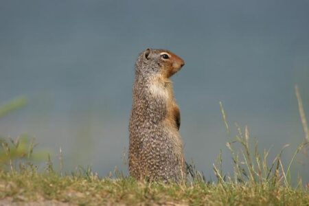 Sha’Carri Richardson’s Comeback: Her Performance in the 200m at the U.S. Track and Field Championships How Sha’Carri Richardson fared in 200m at U.S. track and field championships after arrest – Dallas News