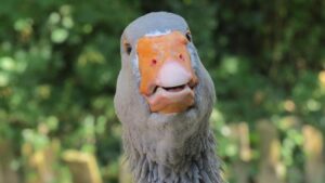 Federal government hits Dallas Muslim leader with terror-related civil complaint, complicating bond fight – FOX 4 News Dallas-Fort Worth