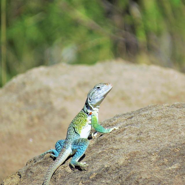 Two North Texas Men Charged in Shocking Plot to Overthrow an Island and Enslave Women and Children 2 North Texas Men Charged in Bizarre Plot to Overthrow an Island, Enslave Women, Kids for Sex – Dallas Observer