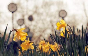 Can a new park heal a Dallas crime hotspot? – Dallas News