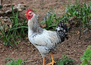 Dallas Stars News, Schedule, Stats and Roster – USA TODAY Sports – USA Today