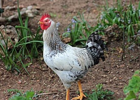 Dallas Stars News, Schedule, Stats and Roster – USA TODAY Sports – USA Today