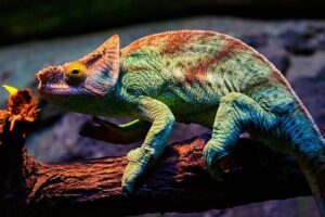 ‘If you’re a dog, you’re a dog’: Inside Micah Parsons’ quick rookie transition with Cowboys – USA Today