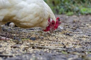 Eloise Peck Obituary (2025) – Dallas News