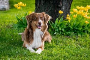 Discovering Life and Business Insights with Molly Bornstad of Mold Dog USA Exploring Life & Business with Molly Bornstad of Mold Dog USA – Voyage Dallas