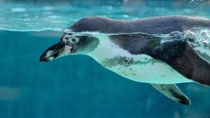 Nintendo Brings the Magic of ‘Animal Crossing’ Aquarium Tour to Texas Nintendo brings ‘Animal Crossing’ aquarium tour to Texas – MySA