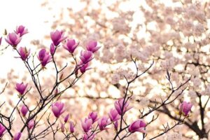 Floral festival returns to Dallas Arboretum and Botanical Garden | Dallas – Fort Worth – Community Impact