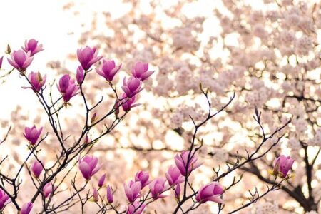 Floral Festival Blooms Again at Dallas Arboretum and Botanical Garden Floral festival returns to Dallas Arboretum and Botanical Garden | Dallas – Fort Worth – Community Impact