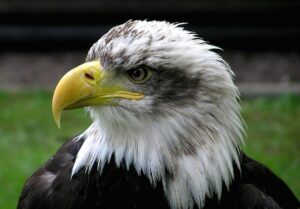 USA Women’s Eagles face Italy in Dallas-Fort Worth rugby – CW33.com