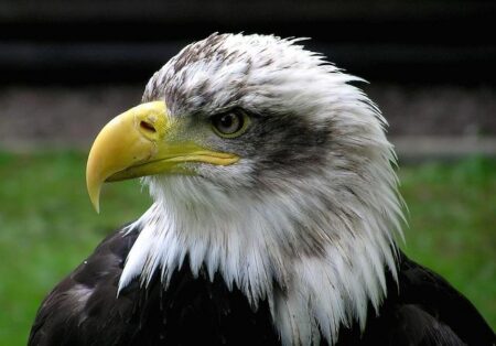 USA Women’s Eagles face Italy in Dallas-Fort Worth rugby – CW33.com