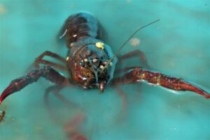 Texas seafood wholesaler fined USD 250,000 for falsely labeling salmon origin – SeafoodSource